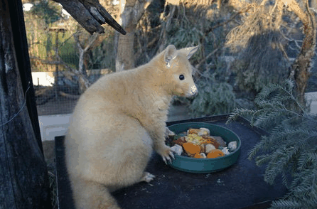 Caversham Wildlife Park - Accommodation 4U 1