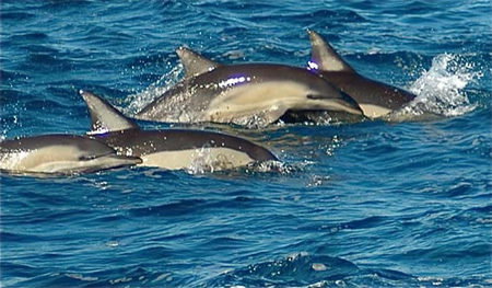 Dolphin Swim Australia - Accommodation 4U 0