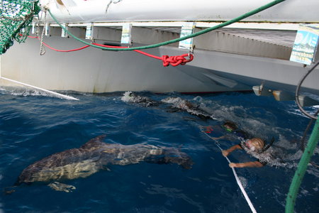 Dolphin Swim Australia - Accommodation 4U 1