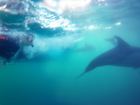 Dolphin Swim Australia - Accommodation 4U 2