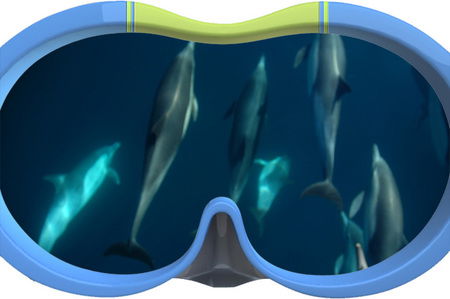 Dolphin Swim Australia - Accommodation 4U 3