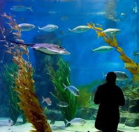 Melbourne Aquarium - Accommodation 4U