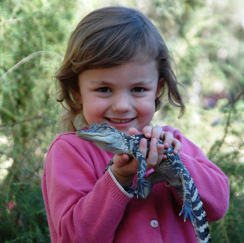 Australian Reptile Park - Accommodation 4U 2