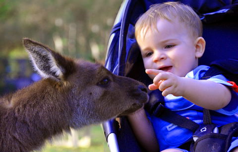 Australian Reptile Park - Accommodation 4U 6