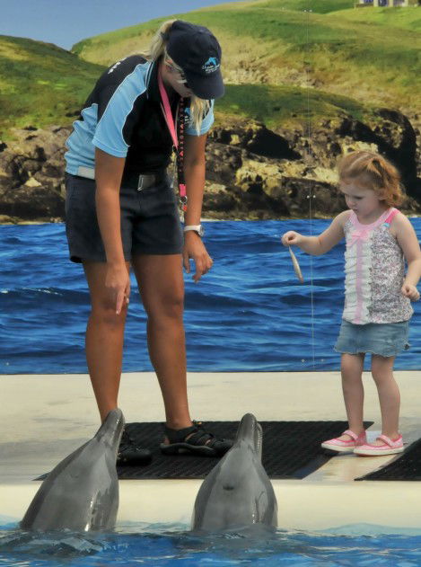 Dolphin Marine Magic - Accommodation 4U 10