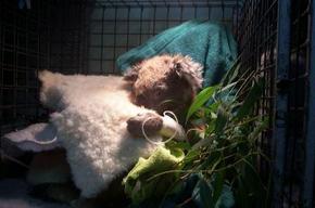 Jirrahlinga Koala & Wildlife Sanctuary - Accommodation 4U 3