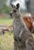 Jirrahlinga Koala & Wildlife Sanctuary - Accommodation 4U 4