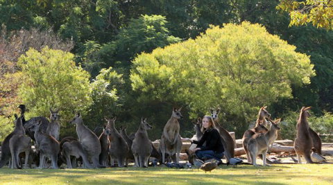 Lone Pine Koala Sanctuary - Accommodation 4U 1