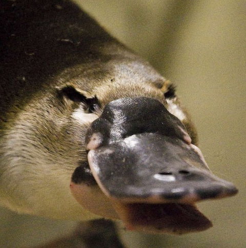 Lone Pine Koala Sanctuary - Accommodation 4U 2