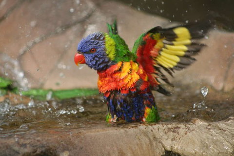 Lone Pine Koala Sanctuary - Accommodation 4U 5