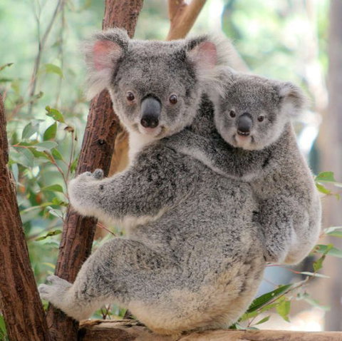 Lone Pine Koala Sanctuary - Accommodation 4U 6