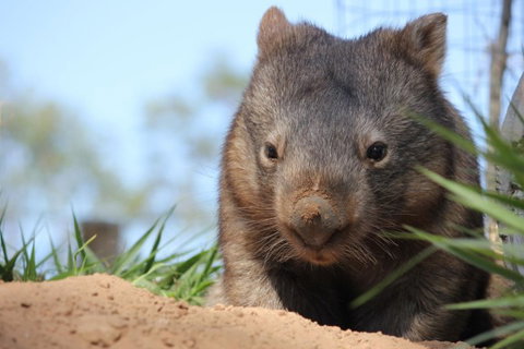 Lone Pine Koala Sanctuary - Accommodation 4U 7