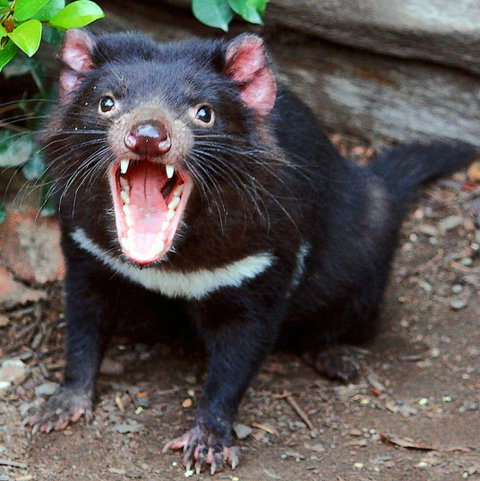 Lone Pine Koala Sanctuary - Accommodation 4U 8