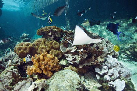 Reef HQ Great Barrier Reef Aquarium - Accommodation 4U 3