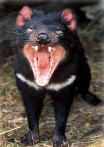 Zoo Doo Wildlife Park - Accommodation 4U 4