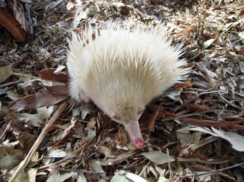 Potoroo Palace - Accommodation 4U 4