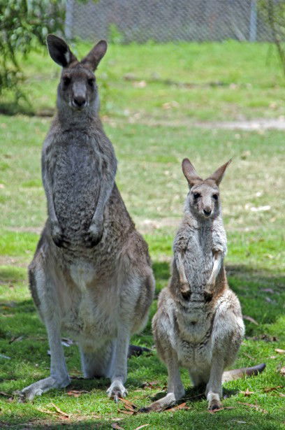 Potoroo Palace - Accommodation 4U 5