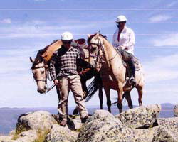 High Country Horses - Accommodation 4U 3