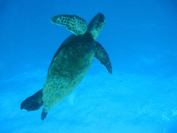 Big Cat Reality - Accommodation 4U