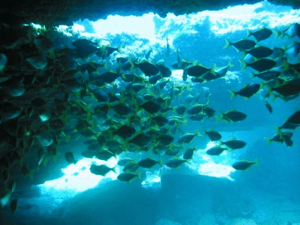 Big Cat Reality - Accommodation 4U 3