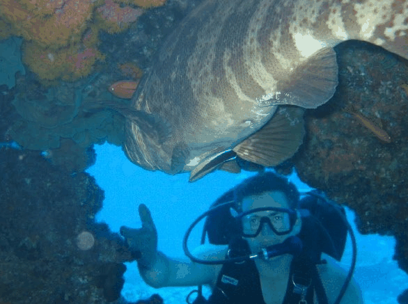 Big Cat Reality - Accommodation 4U 4