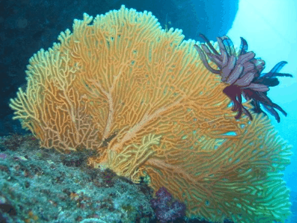 Big Cat Reality - Accommodation 4U 5