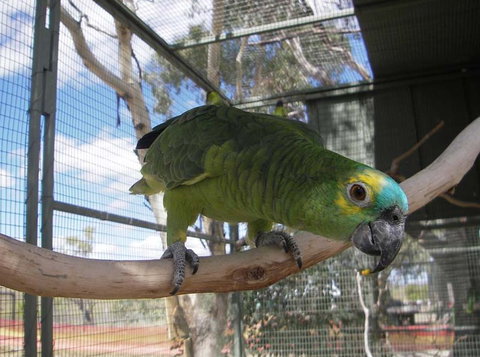 Darling Downs Zoo - Accommodation 4U 1