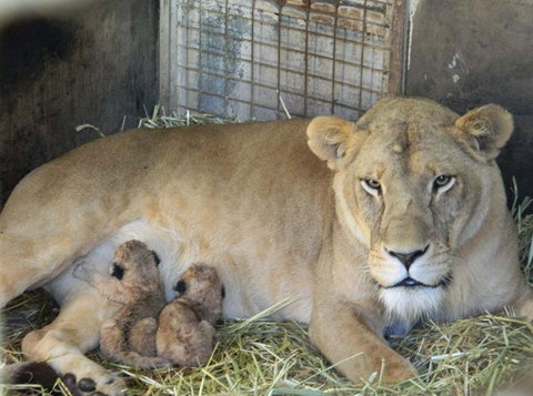 Darling Downs Zoo - Accommodation 4U 2