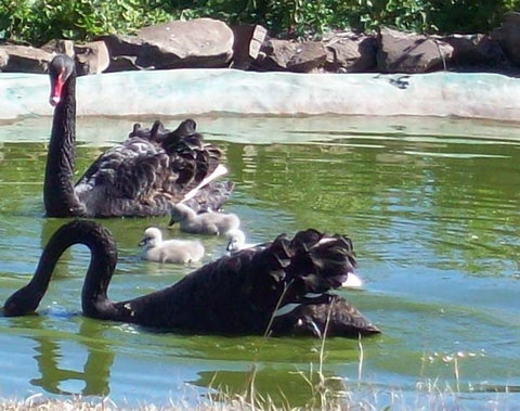 Darling Downs Zoo - Accommodation 4U 3