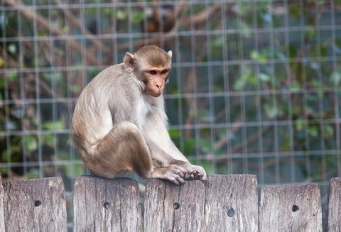 Darling Downs Zoo - Accommodation 4U 5