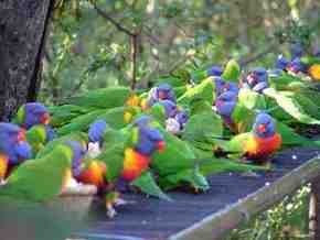 Gorge Wildlife Park - Accommodation 4U 4