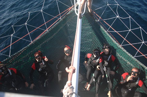 Dolphin Swim Australia - Accommodation 4U 4