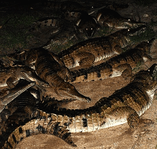 Cairns Night Zoo - Accommodation 4U 3