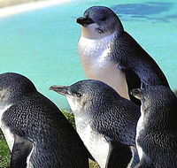 Rockingham Wild Encounters - Accommodation 4U