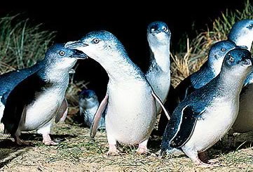 Bunyip Tours - Accommodation 4U 4