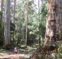 Warren River Loop Walk