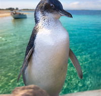 Penguin Island
