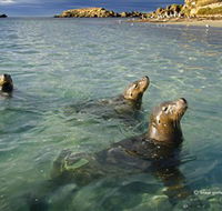 Shoalwater Islands Marine Park - Accommodation 4U