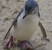 Penguin Island Boardwalks and Walk Trail - Accommodation 4U