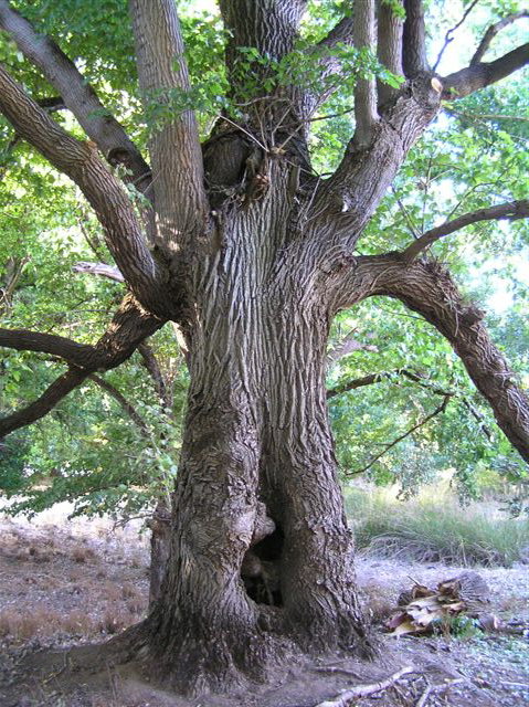 Golden Valley Tree Park - Accommodation 4U 2