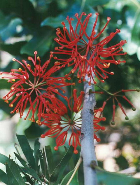 Golden Valley Tree Park - Accommodation 4U 4