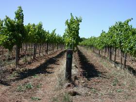 Temple Bruer Winery - Accommodation 4U 0