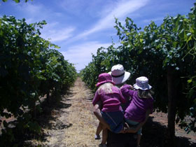 McLaren Vale Orchards - Accommodation 4U 0