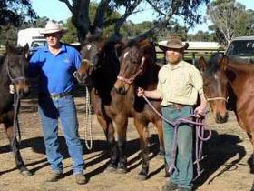 Coffin Bay Brumby Preservation Society Incorporated - Accommodation 4U 0