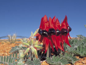 Alan Mclellan Lookout - Accommodation 4U 0