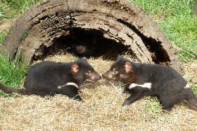 Wing's Wildlife Park - Accommodation 4U 0