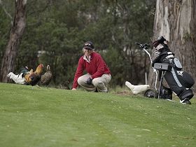Tasmania Golf Club - The - Accommodation 4U 0
