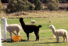 Maydena Country Cabins Accommodation & Alpaca Stud - Accommodation 4U 0