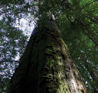 Styx Big Tree Reserve