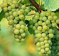 TP Vineyards - Accommodation 4U